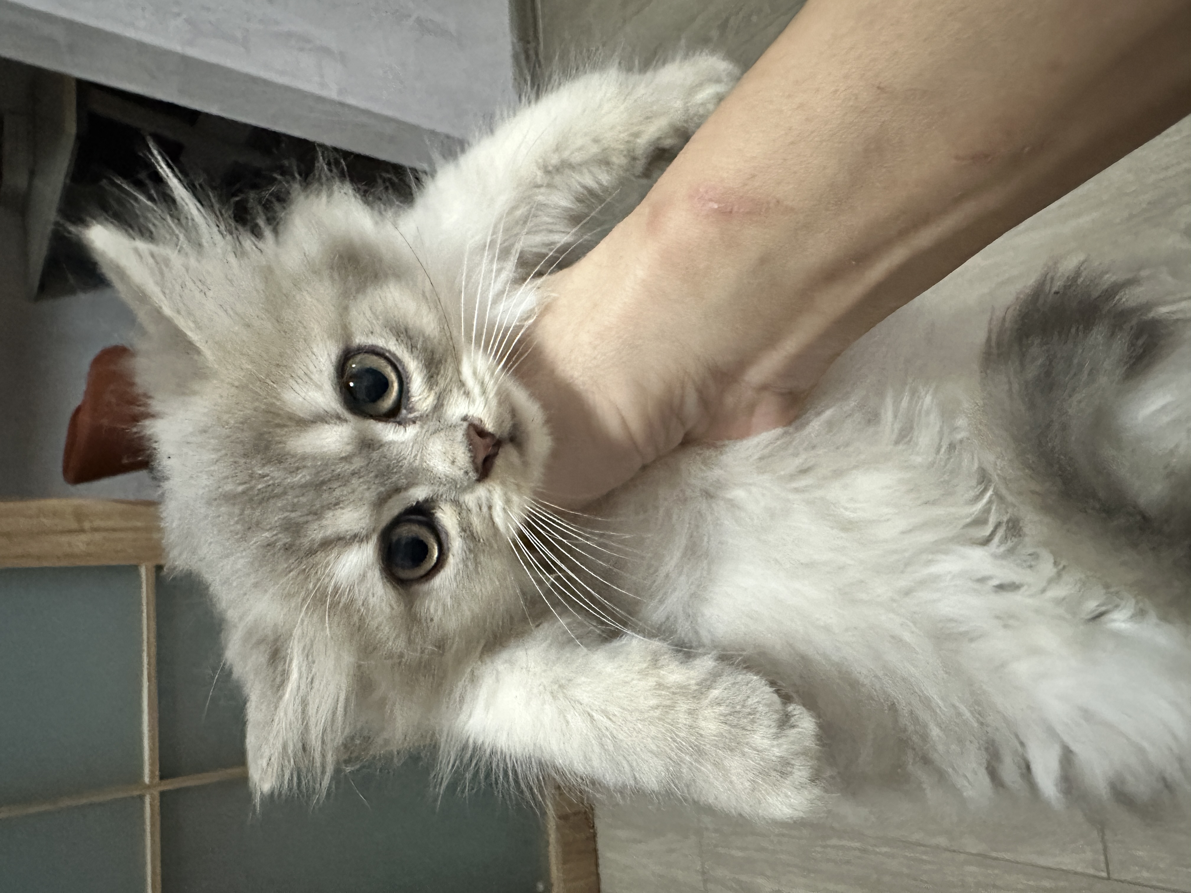 出售两个月大长毛蓝金，长毛乳白高地，无病无癣保健康